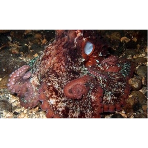 <strong>octopus wallet钱包是什么软</strong>