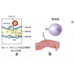 <strong>SHIB功能作用是什么？SHIB币有前景</strong>